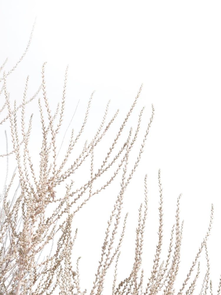 Beach Grass Texture II
