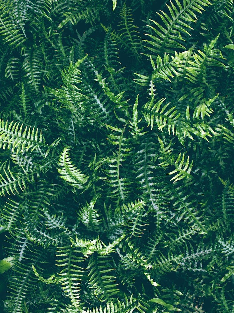 Leaves I