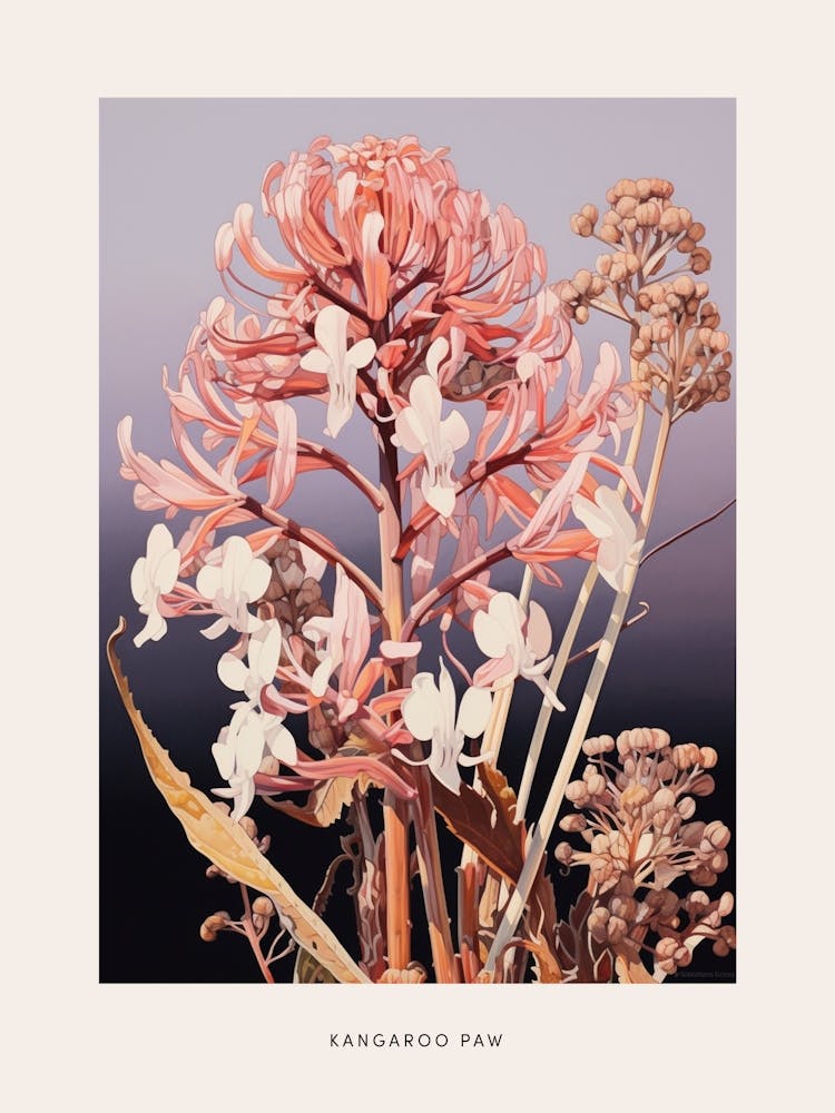 Flower Illustration Kangaroo Paw Flower 2 Poster