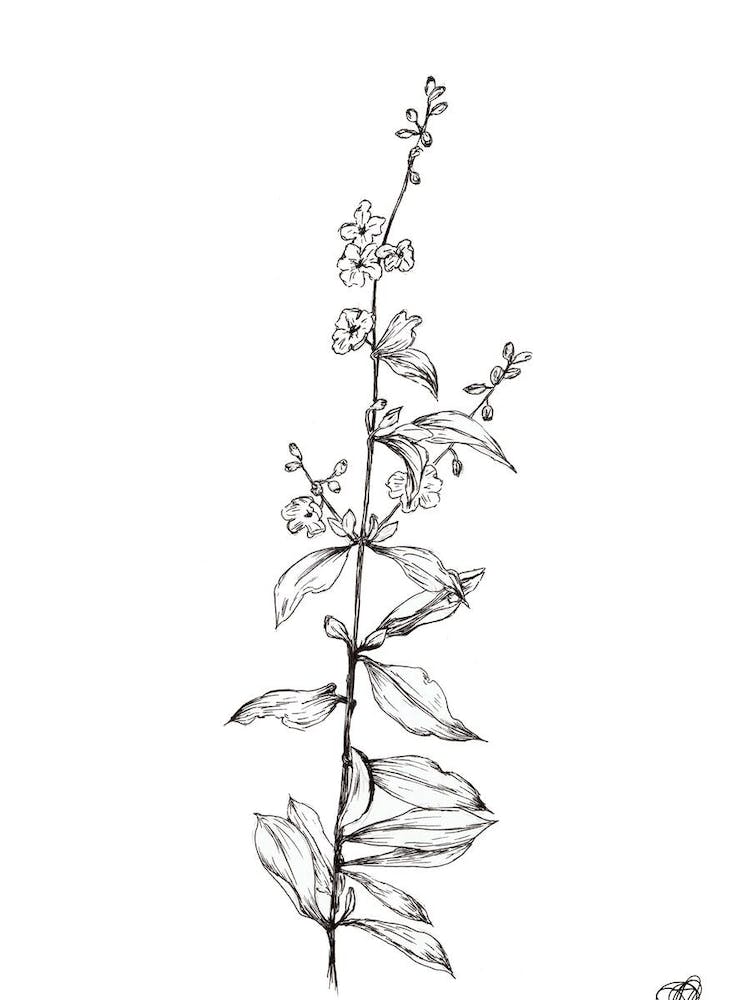 Black and White Delicate Flower Stem