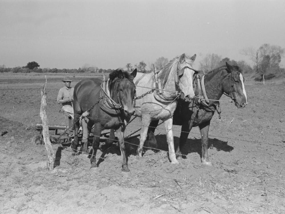 Untitled Photo, Possibly Related To Farmer Discing Land, Weslaco, Texas, Fsa (Farm Security Administration)