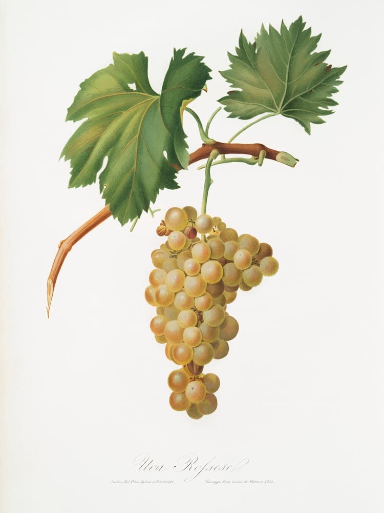 Grape Vine (Vitis Vinifera Niciensis) From Pomona Italiana (1817 - 1839), Giorgio Gallesio