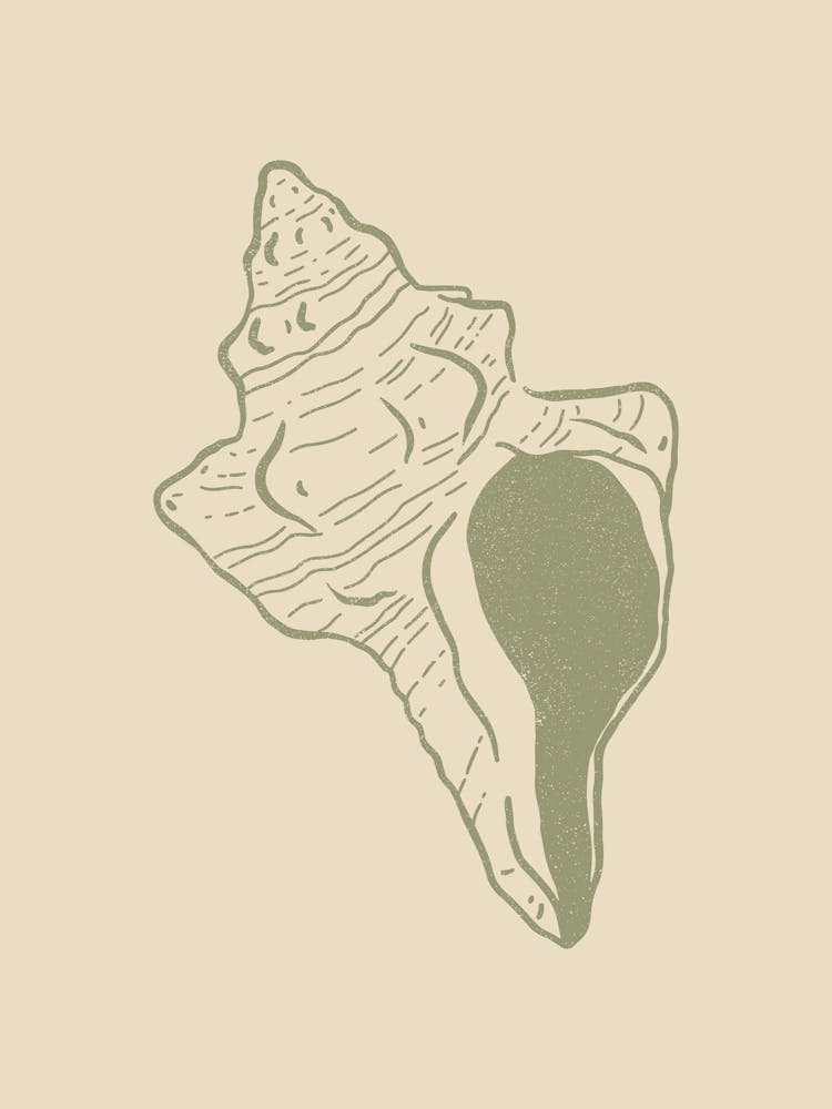 Seashell 11