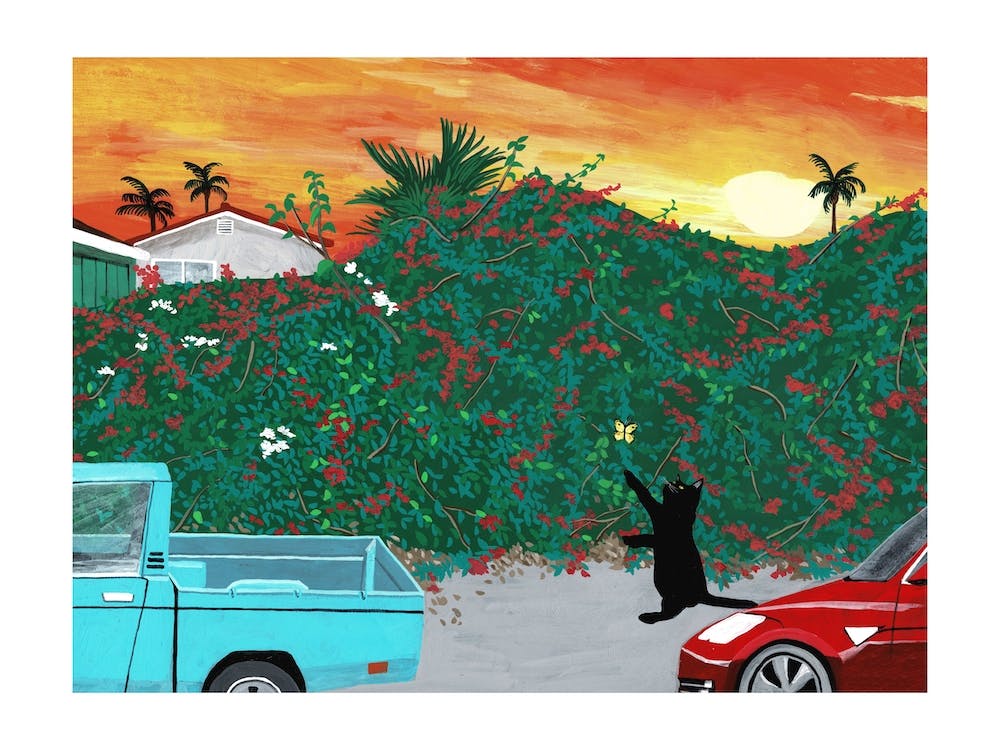 Sunset Bougainvillea And Cat