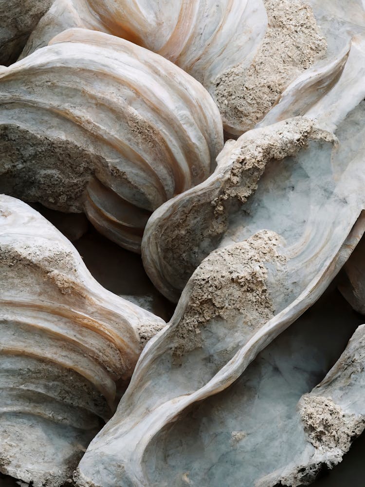 Sea Shell Detail No 2