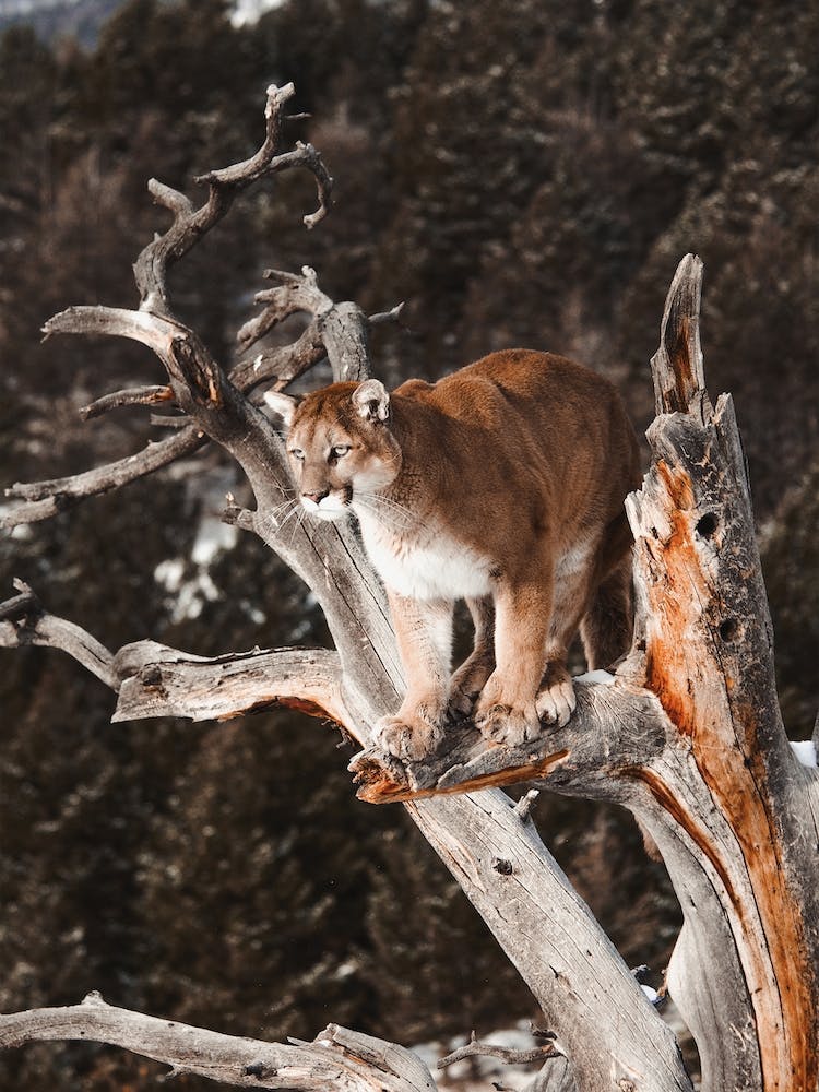 Mountain Lion In Tree