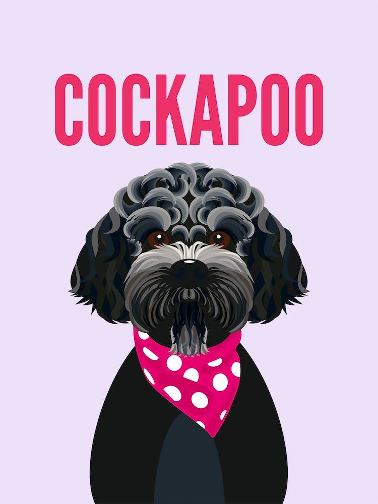 Black Cockapoo Dog