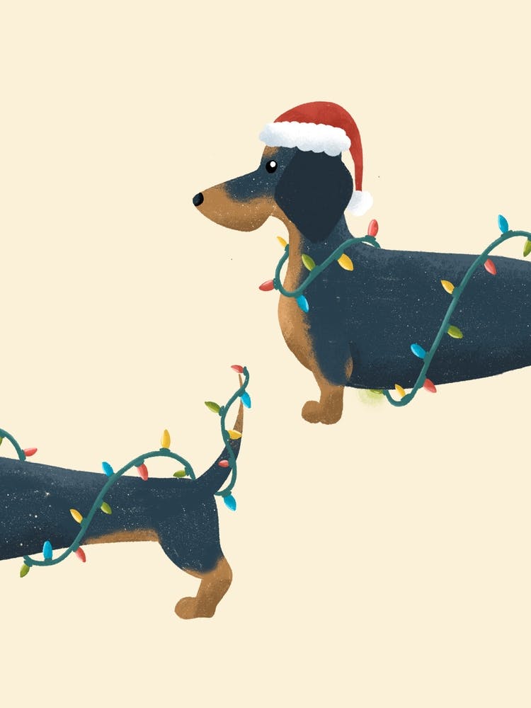 Christmas sausage dog dachshund