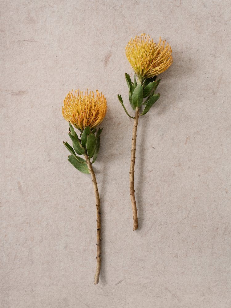 Pincushion Protea