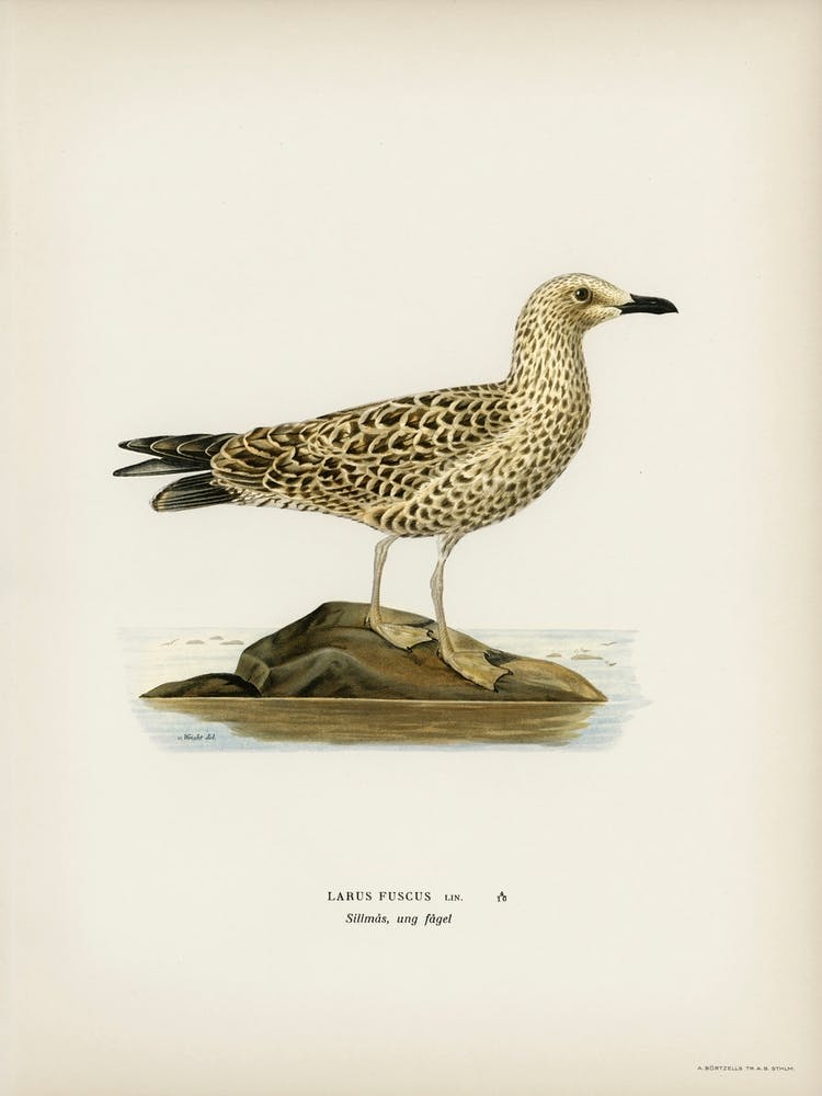 Leser Black Backed Gull, The Von Wright Brothers