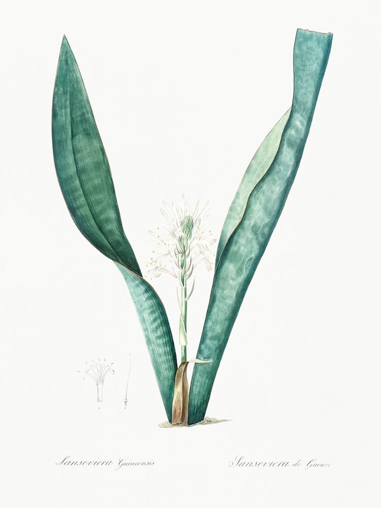 Mother In Law S Tongue, Pierre Joseph Redoute