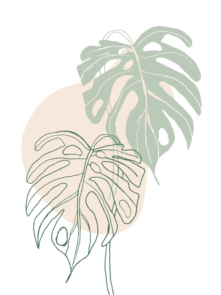 Monstera Leaves