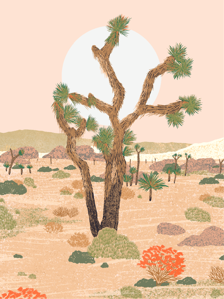 Joshua Tree National Park California