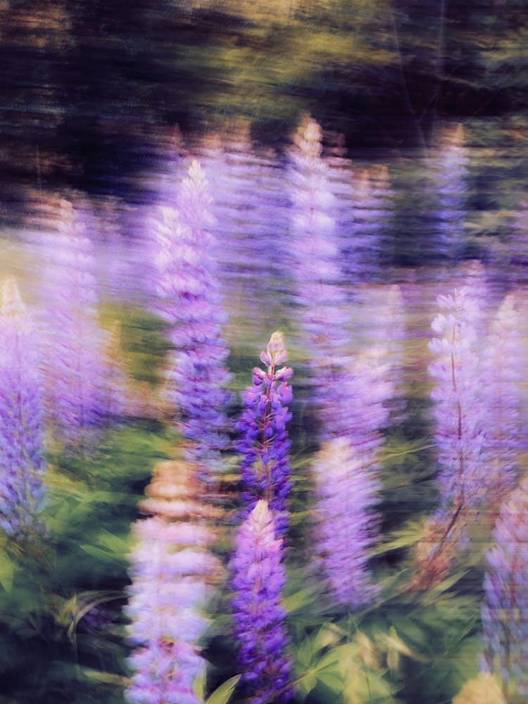 Lupine