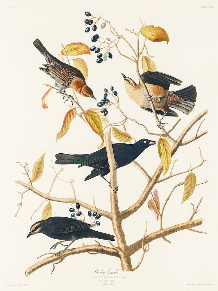 Rusty Grakle, Birds Of America, John James Audubon