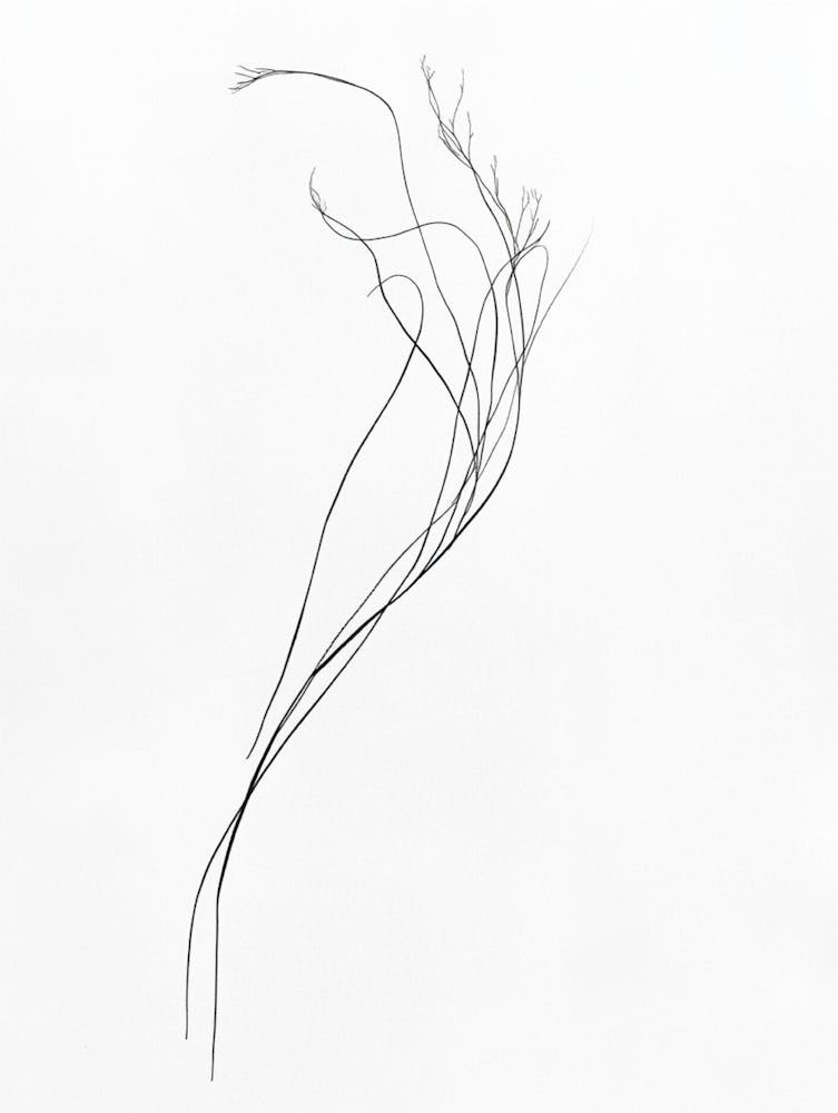 Zeichnung einer Blume