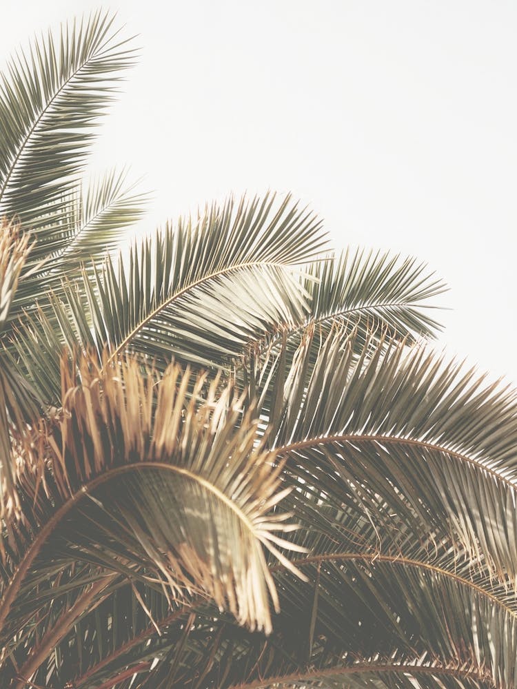 Palm Leaves