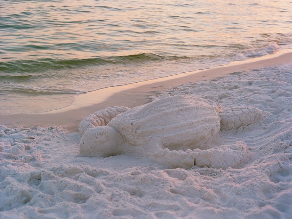 Beach Turtle on Film