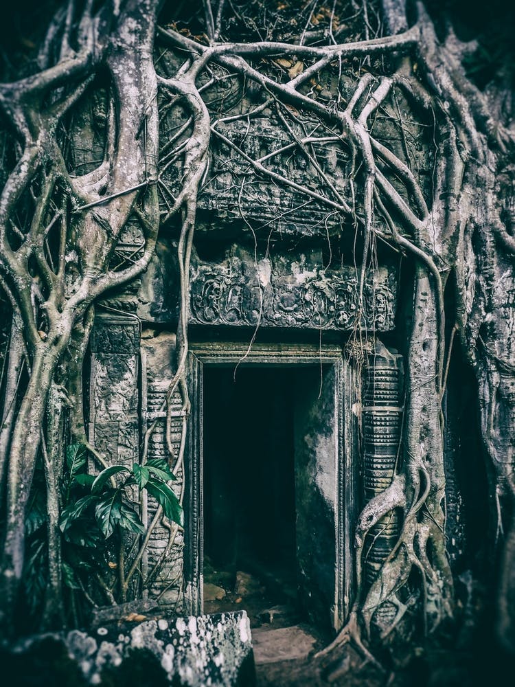 The Encroaching Forest Of Ta Prohm