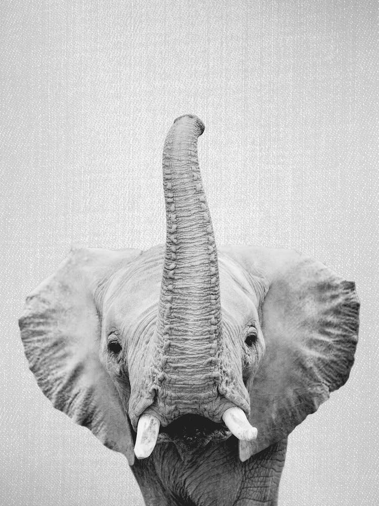 Elephant - Black & White
