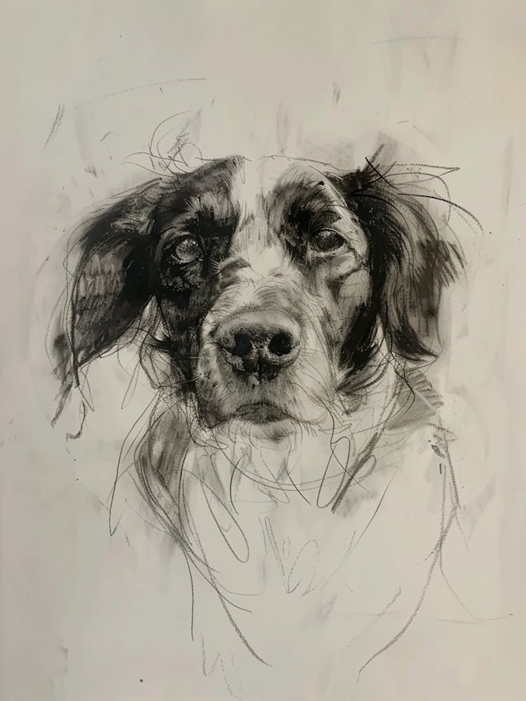 Nederlandse Kooikerhondje Hund Kohlelinienzeichnung 1