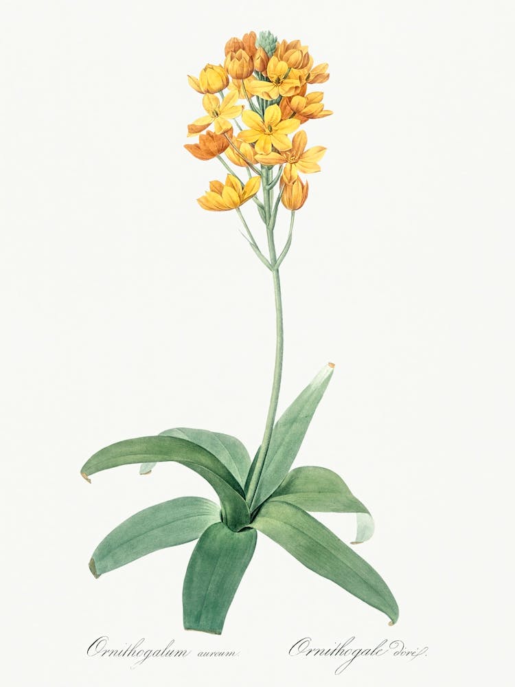 Sun Star Illustration From Les Liliacées (1805), Pierre Joseph Redoute