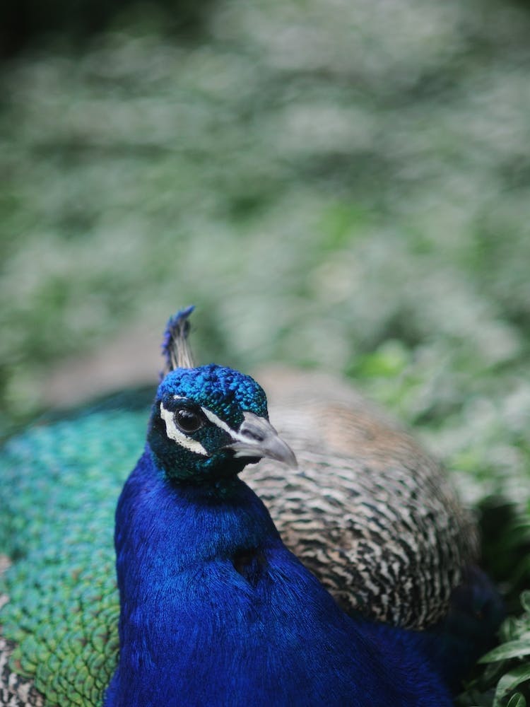 Peacock