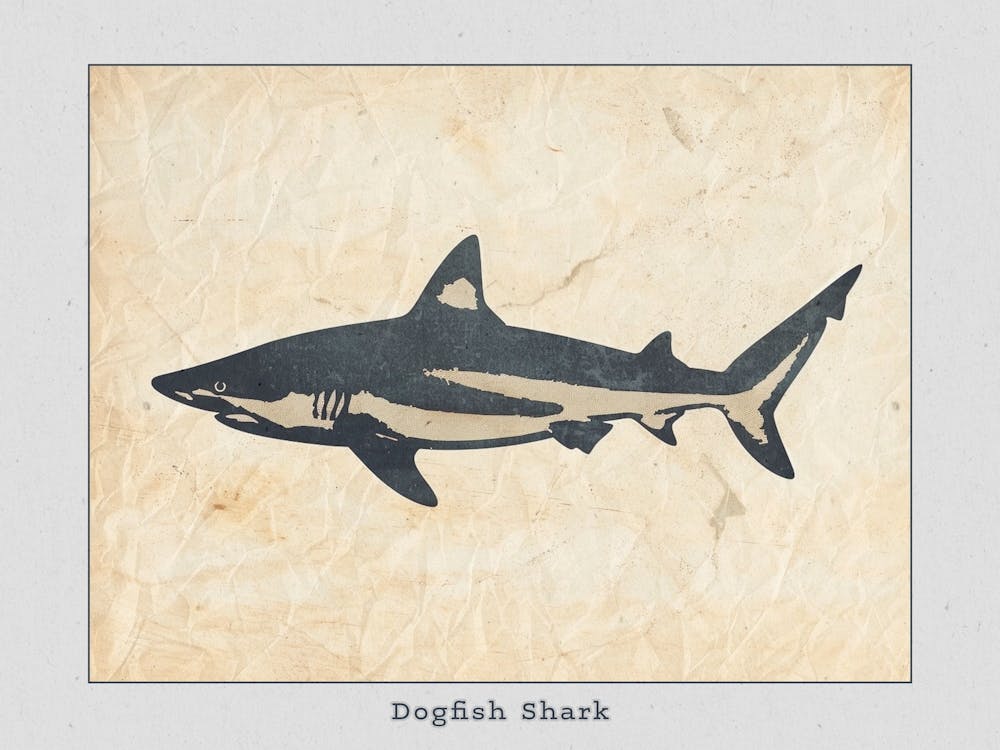 Dogfish Shark Silhouette 8 Poster