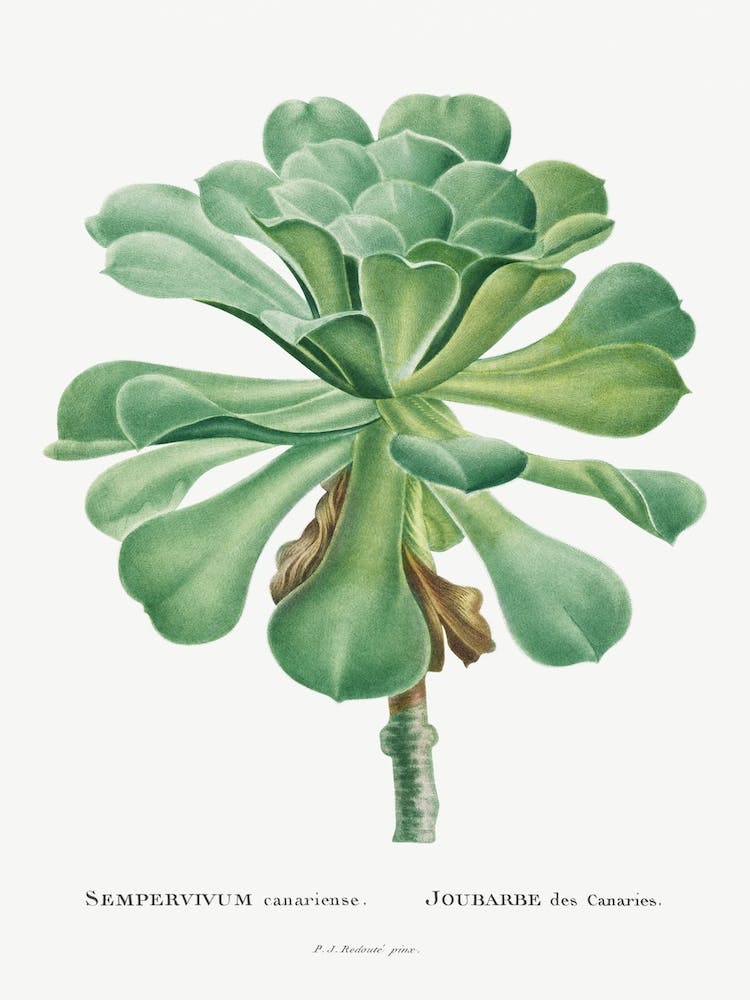 Sempervivum Canariense Image From Histoire Des Plantes Grasses, Pierre Joseph Redouté