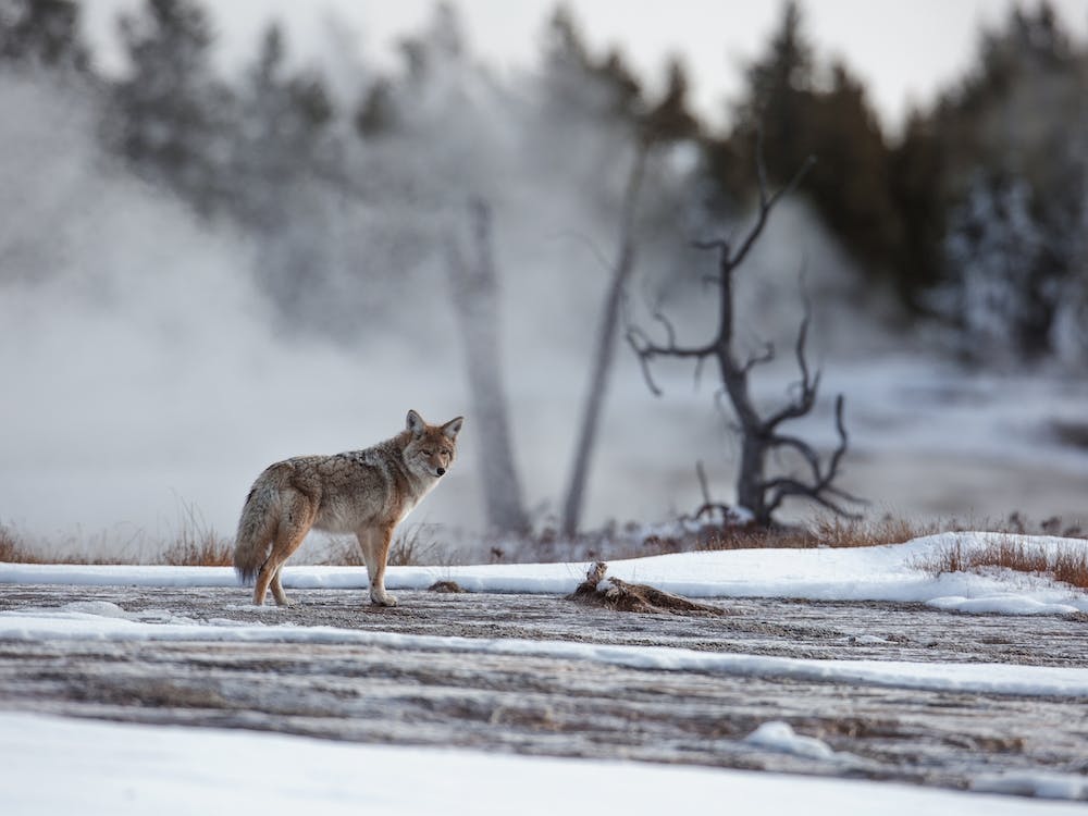 Coyote Near Hot Spring