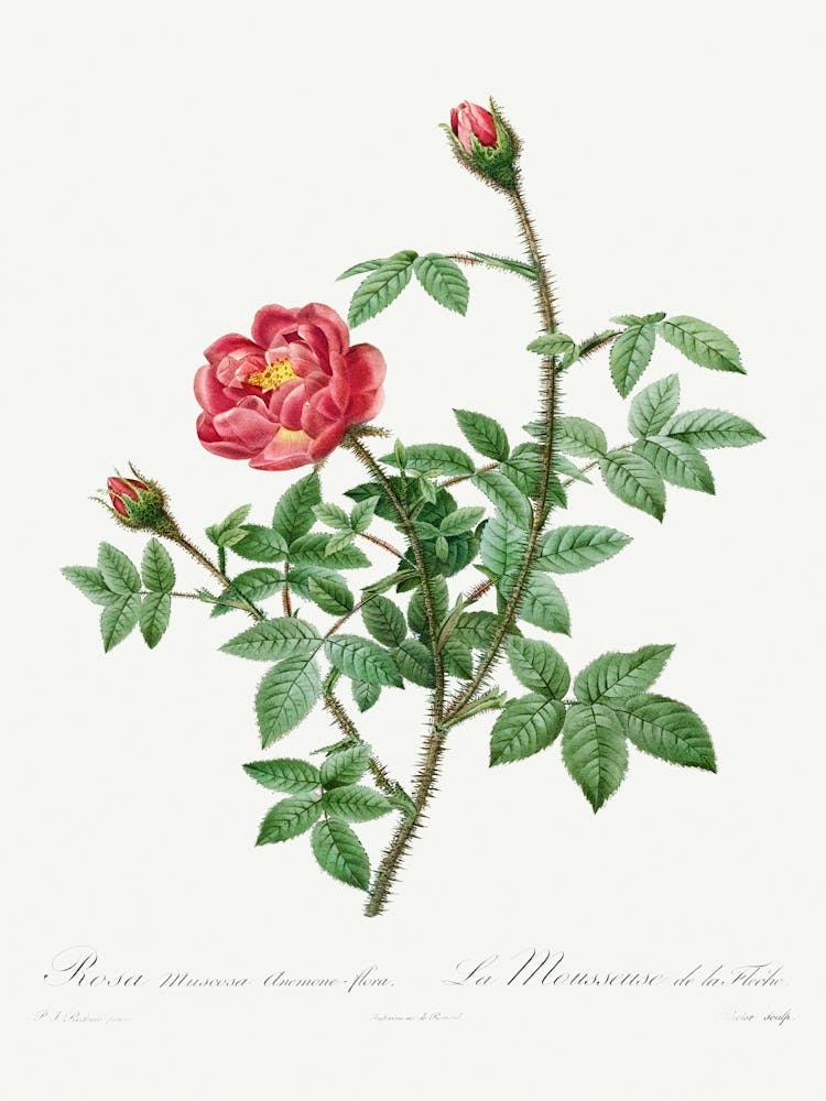 Moss Rose (1817–1824), Pierre Joseph Redoute