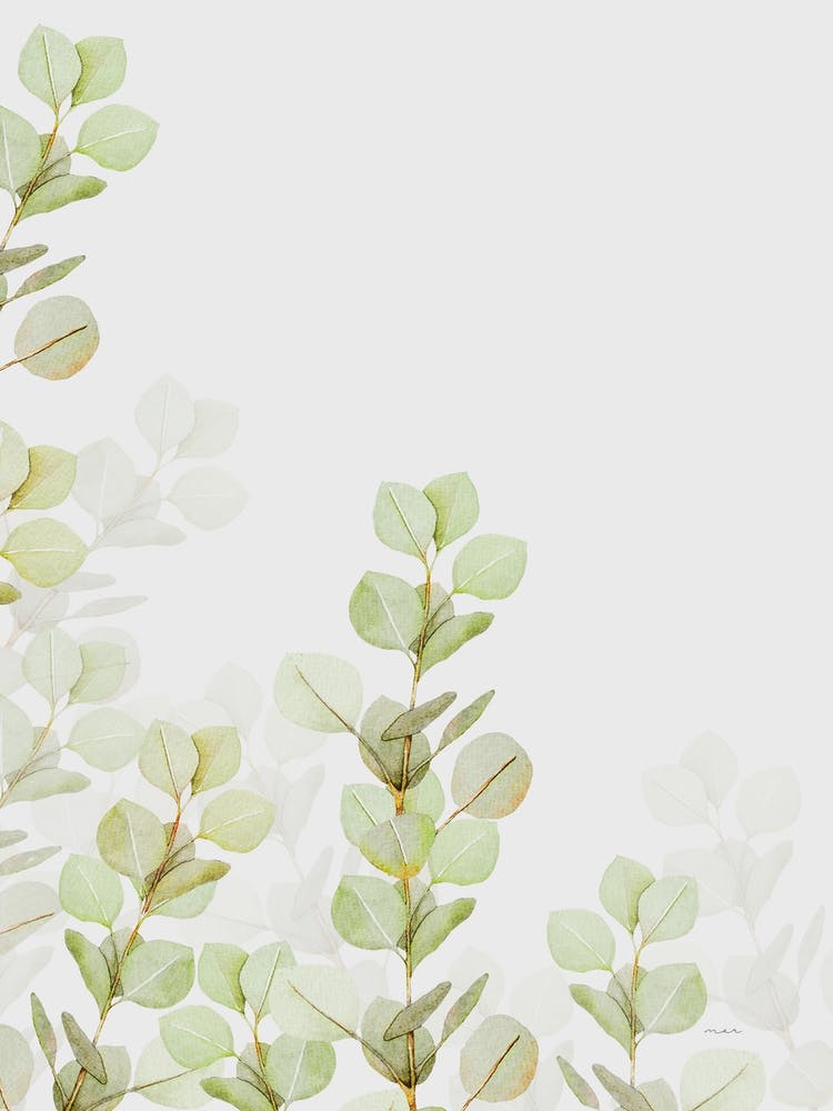 Eucalyptus Watercolour Ii