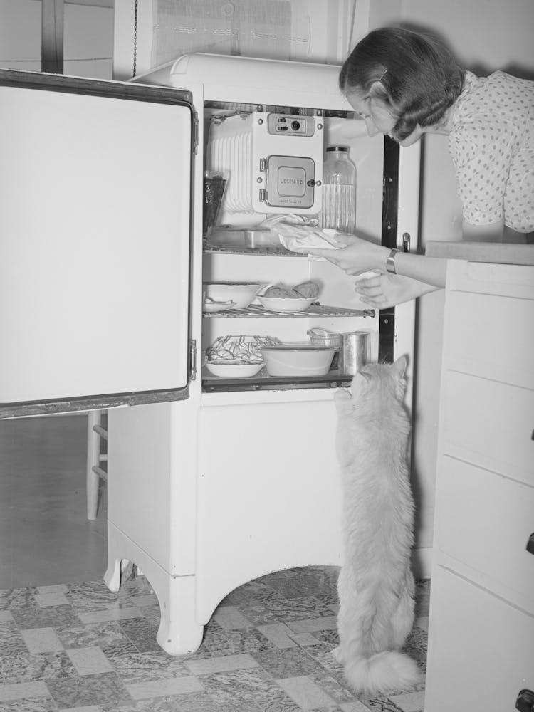 Even The Cats Know The Refrigerators Contain Plenty Of Food At The Casa Grande Farms, Pinal County, Arizona