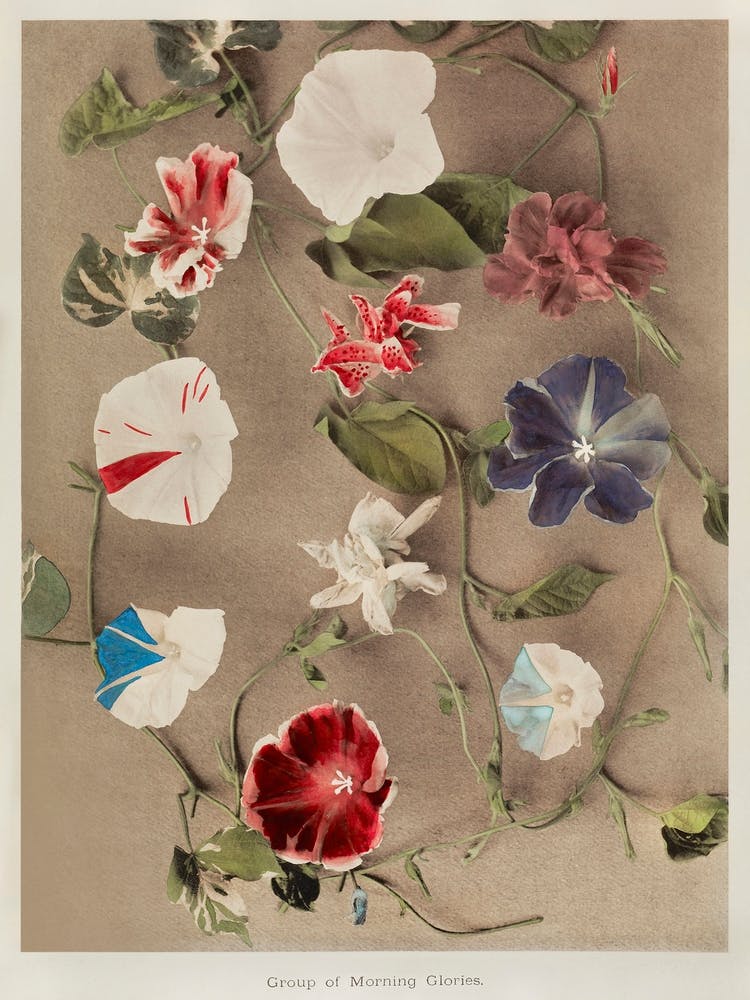 Group Of Morning Glories, Hand Colored Collotype From Some Japanese Flowers (1896), Kazumasa Ogawa