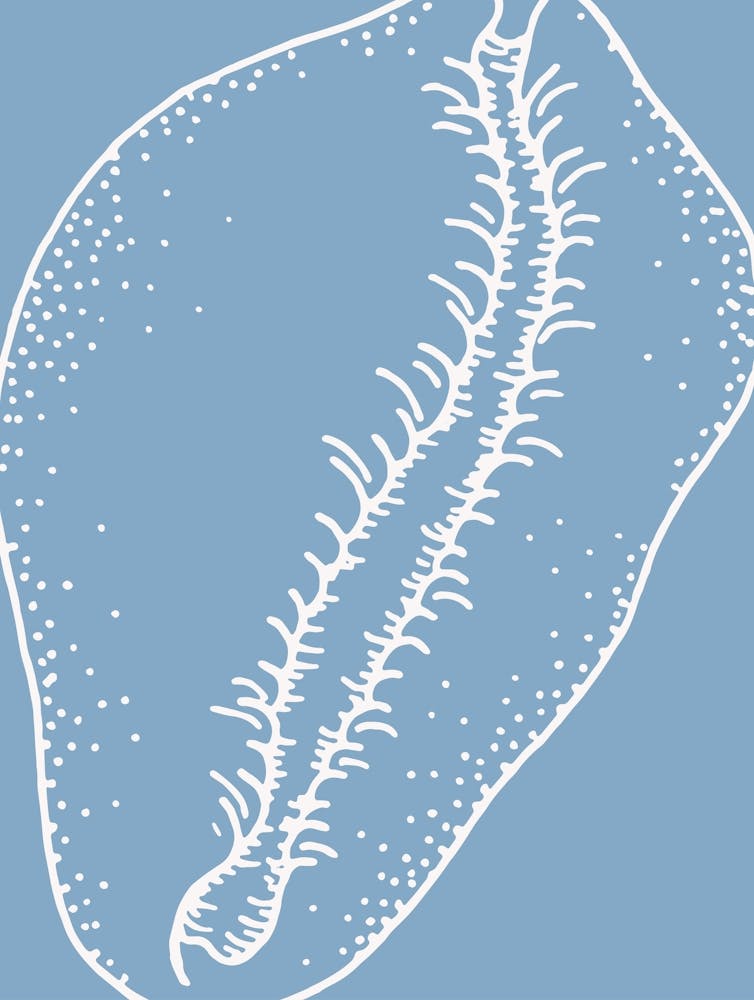 Blue And Cream Seashell