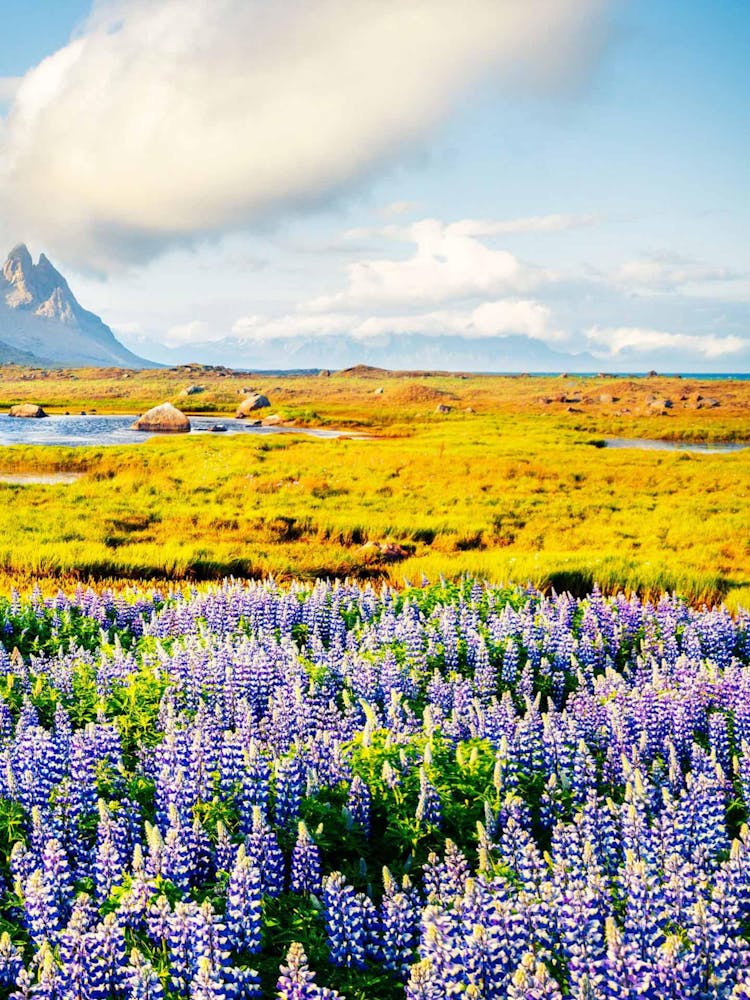 Lupine Field In Iceland 3
