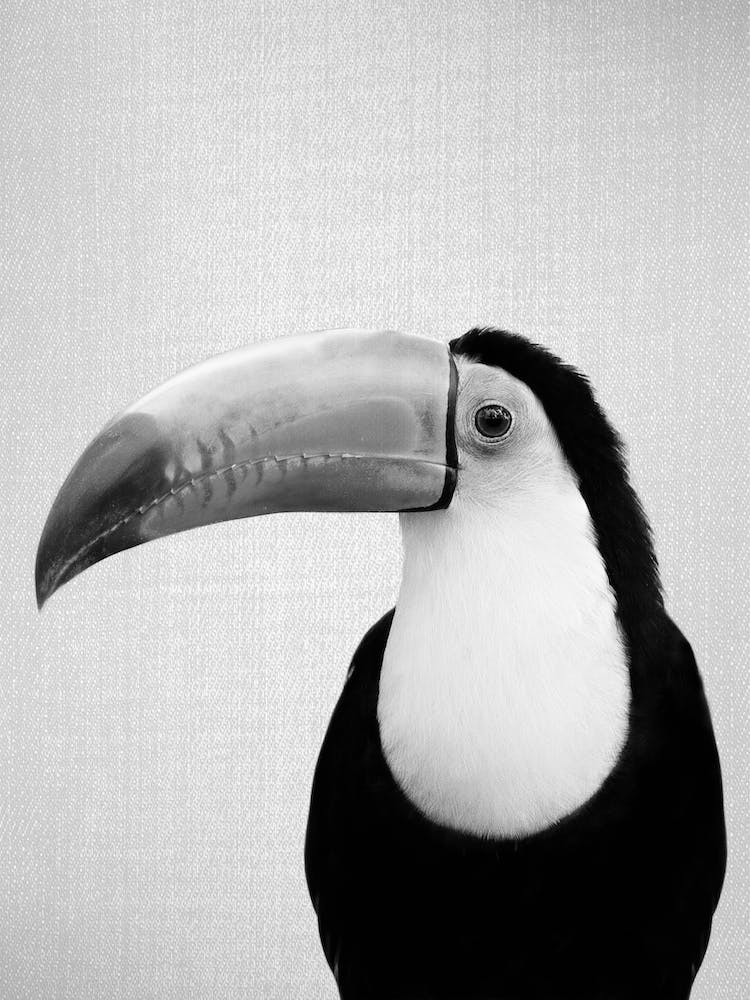 Toucan Bird - Black & White