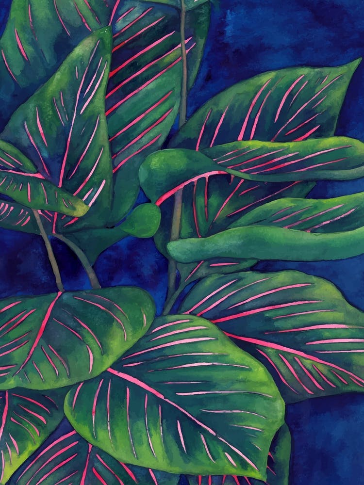 Calathea Ornata 1