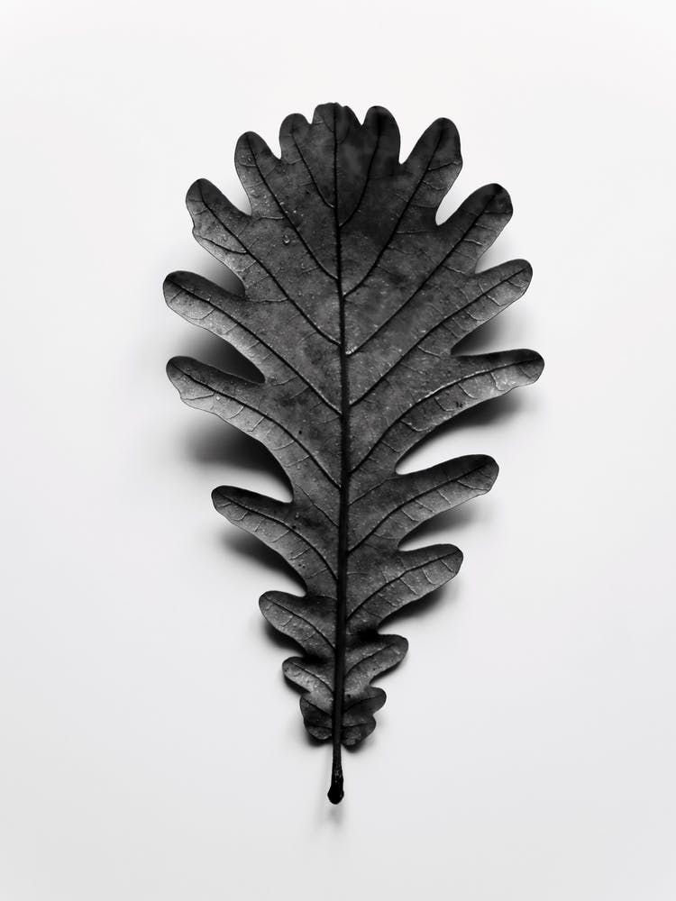 Autumn Treasures Black Oak Leaf