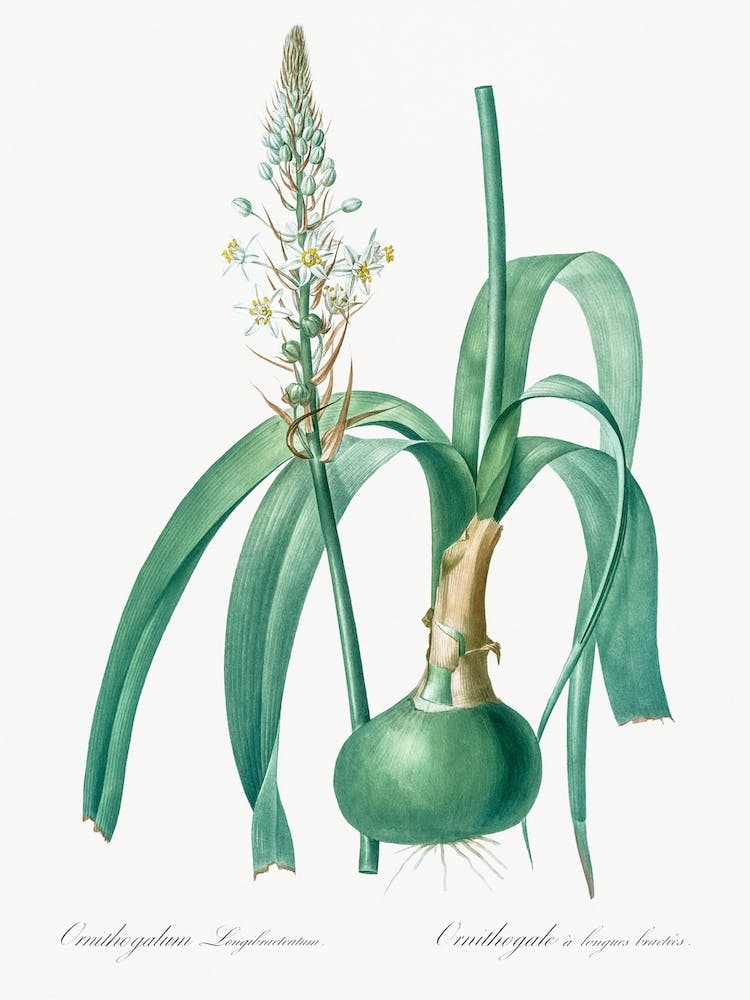 Pregnant Onion Illustration From Les Liliacées, Pierre Joseph Redouté