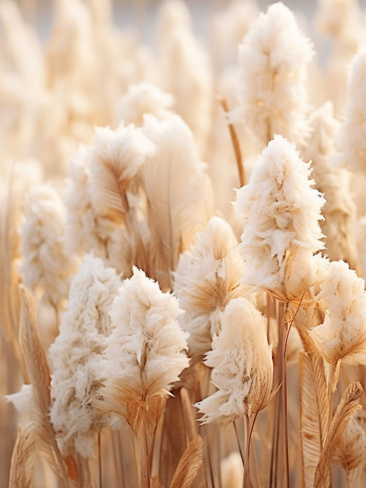 Boho Dried Flowers Celosia 2