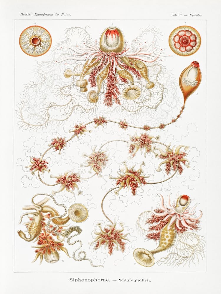 Octopus 1