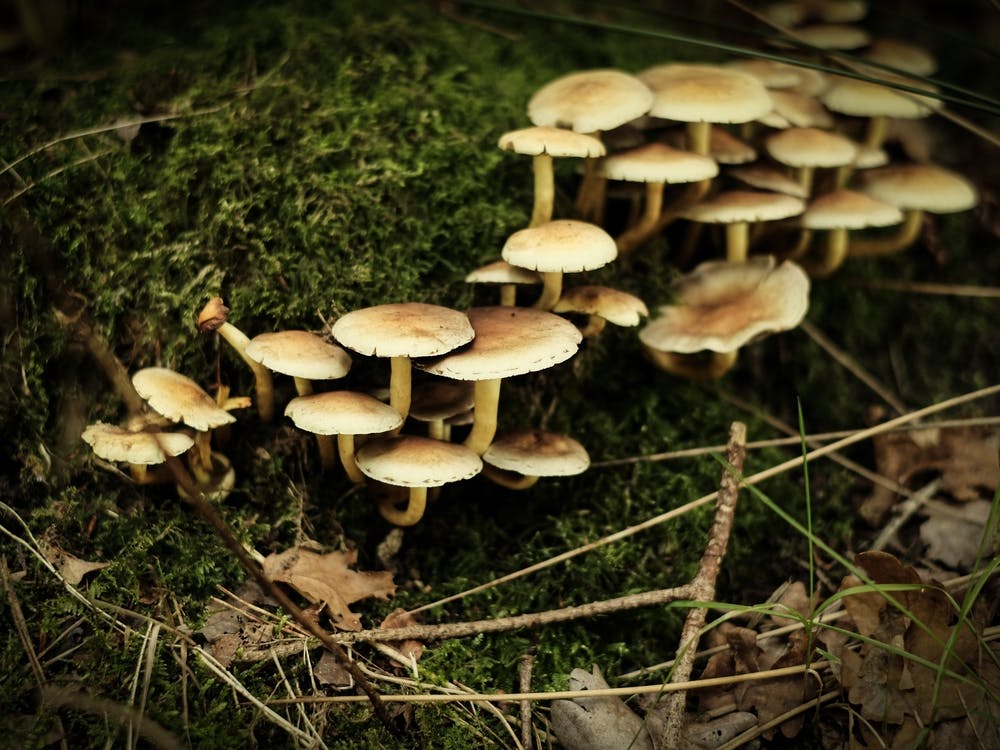 Groep Of White Mushrooms // Nature Photography 1