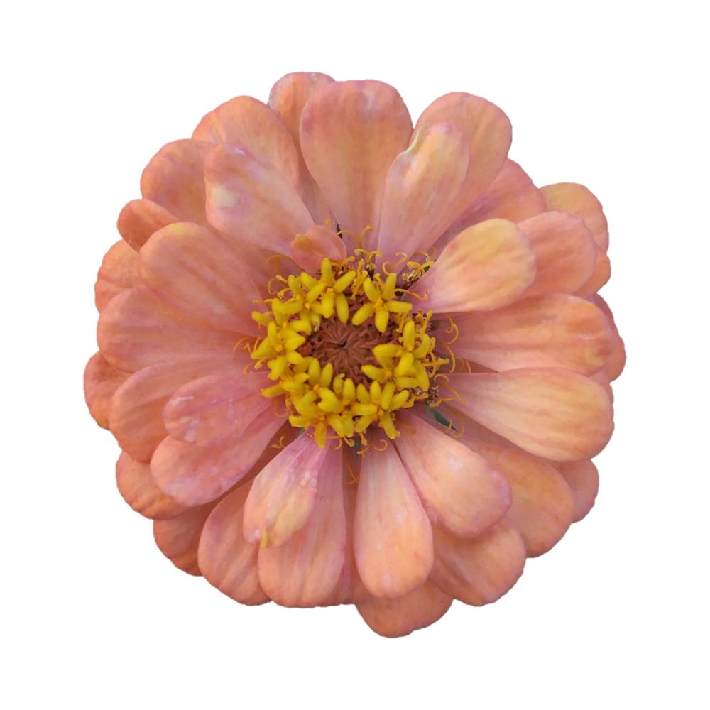Design de Belle Fleur