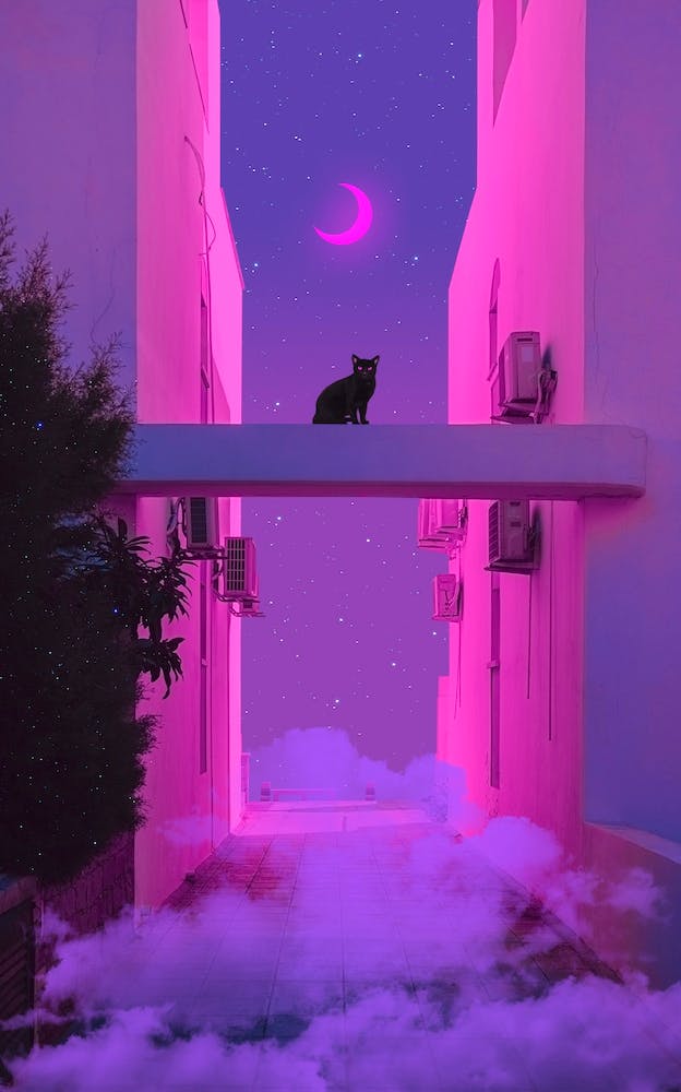 Black Cat And Pink Moon