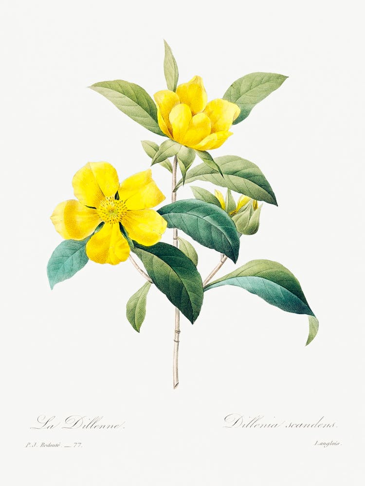 Golden Guinea Vine, Pierre Joseph Redoute