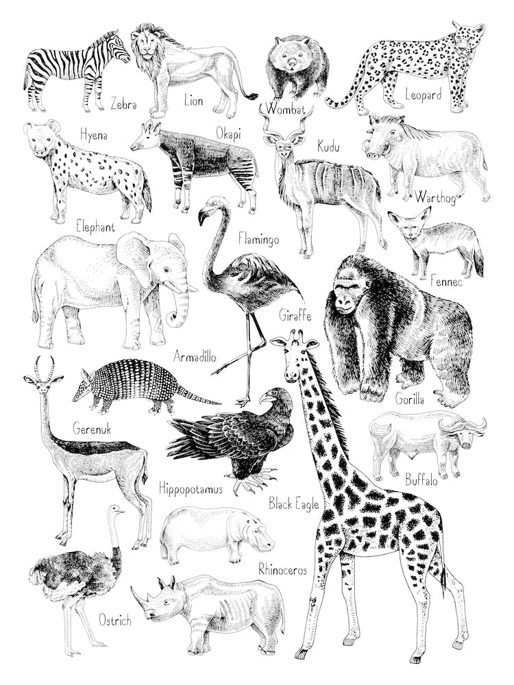 Jungle Animal