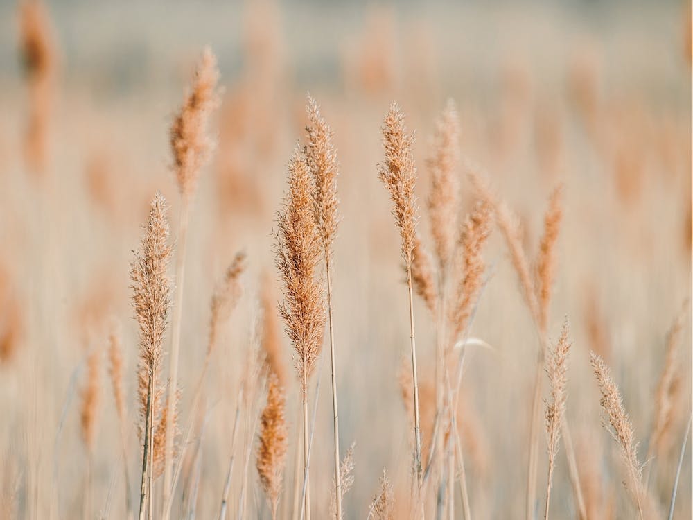 Dried Pampas Grass