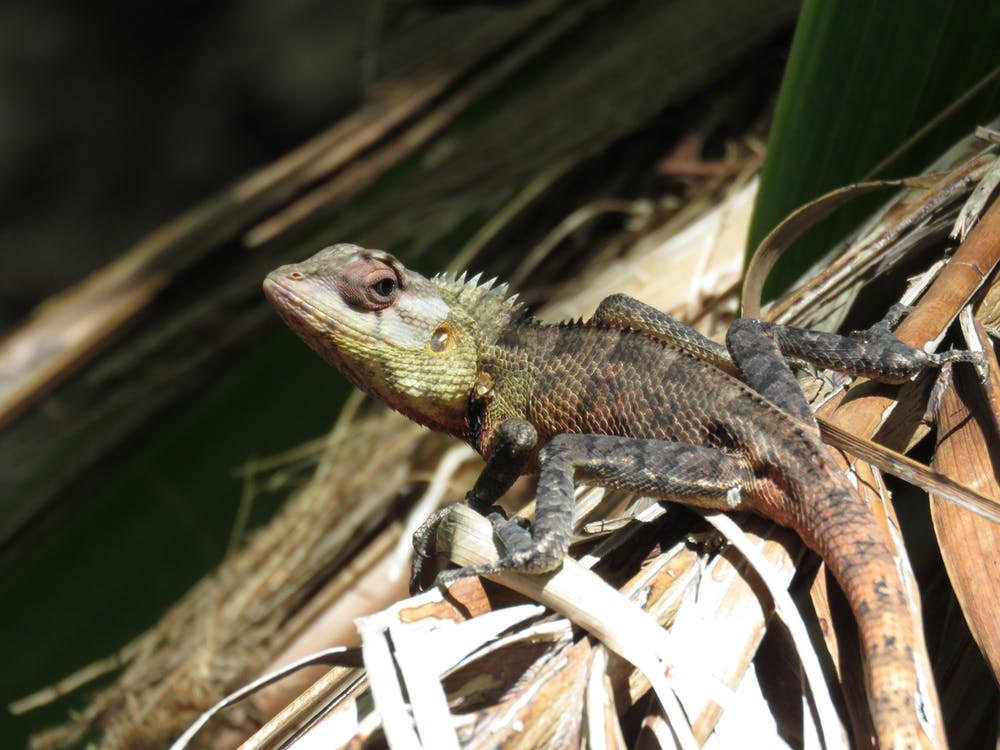 Lizard  Tropical Maldives