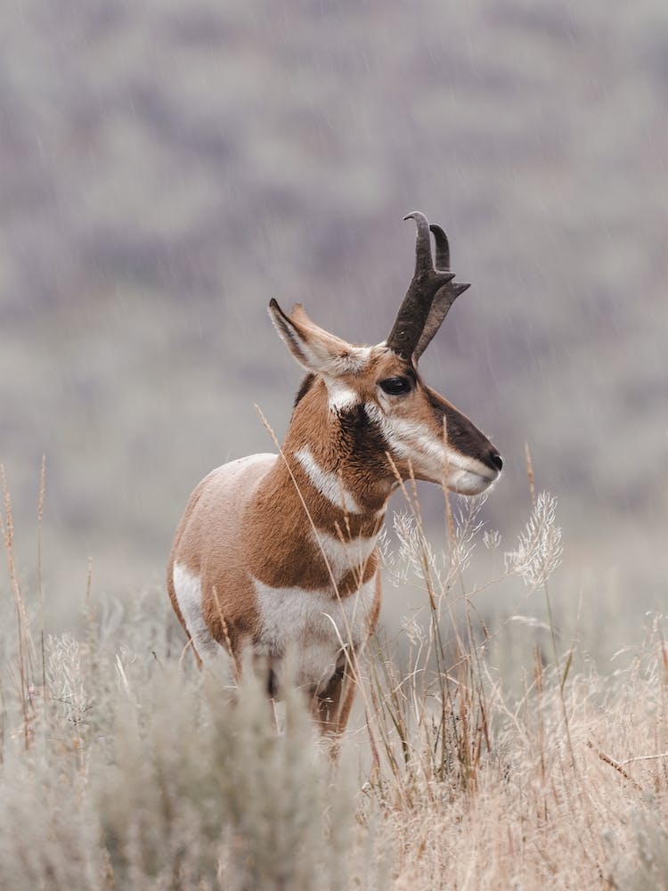Stormy Day Antelope